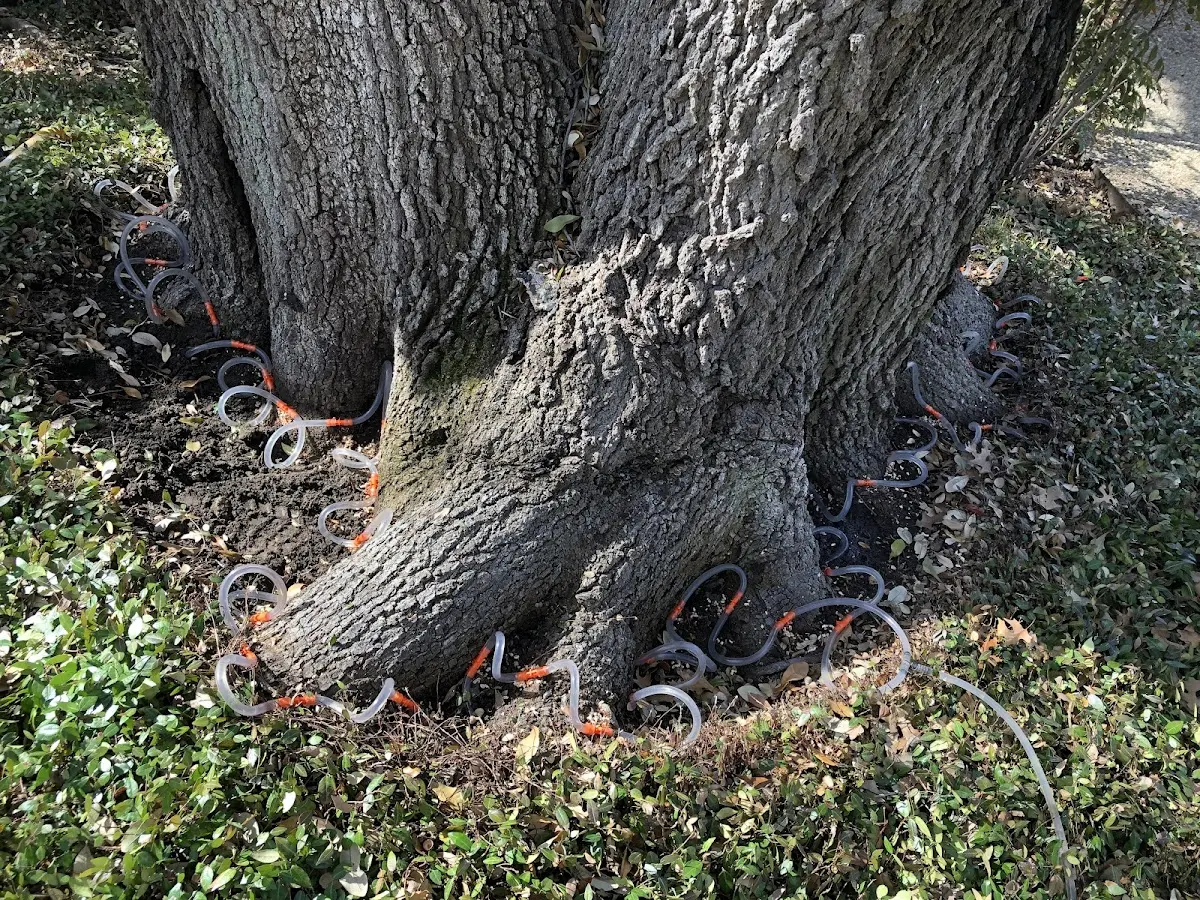 Detailed Tree Cabling and Bracing job site in Sheldon