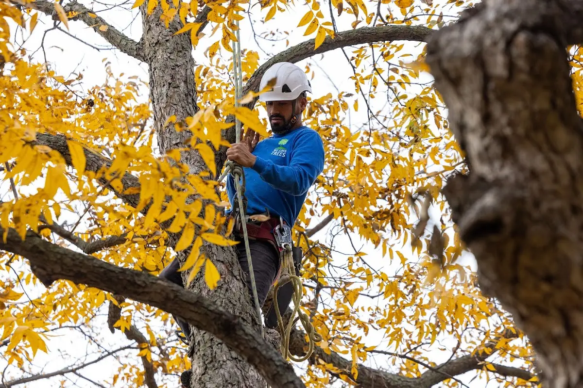 Skilled Emergency Tree Service crew working in Sheldon